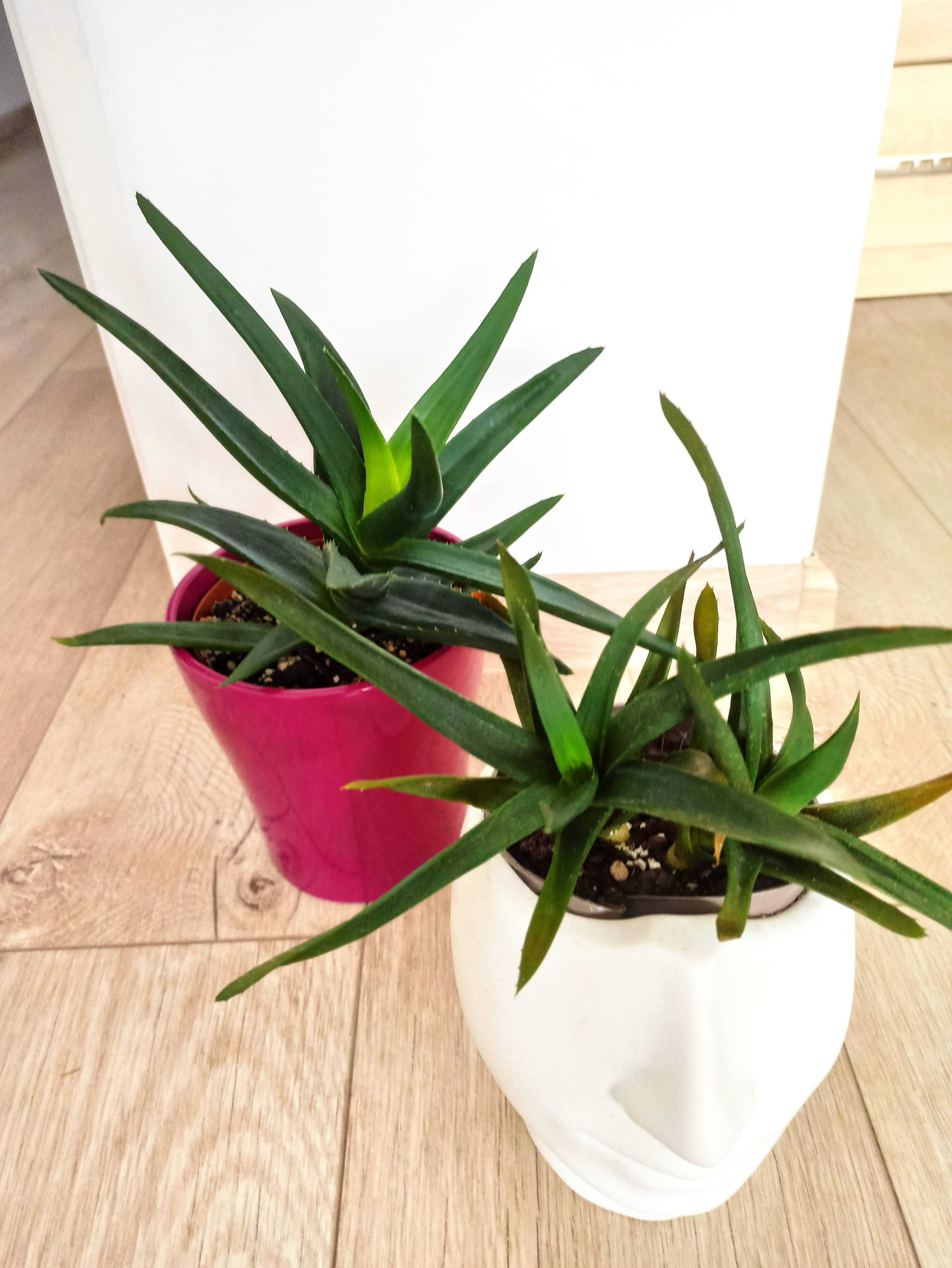 Agawa Aloe Vera Roślina