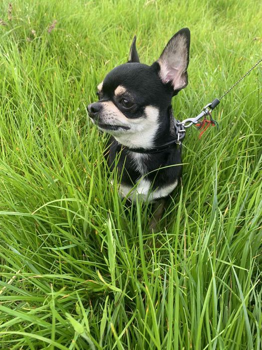 Красавчик Чихуахуа Вязка