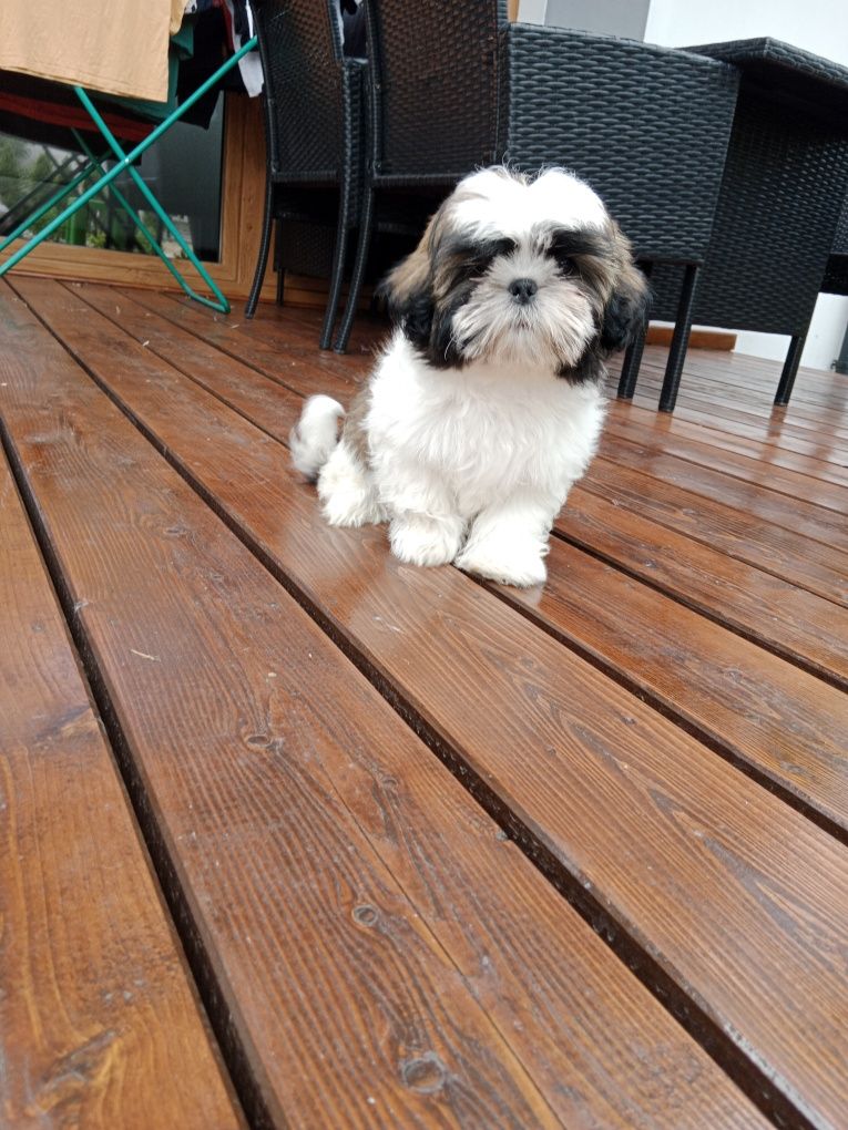 Śliczny piesek Shih Tzu