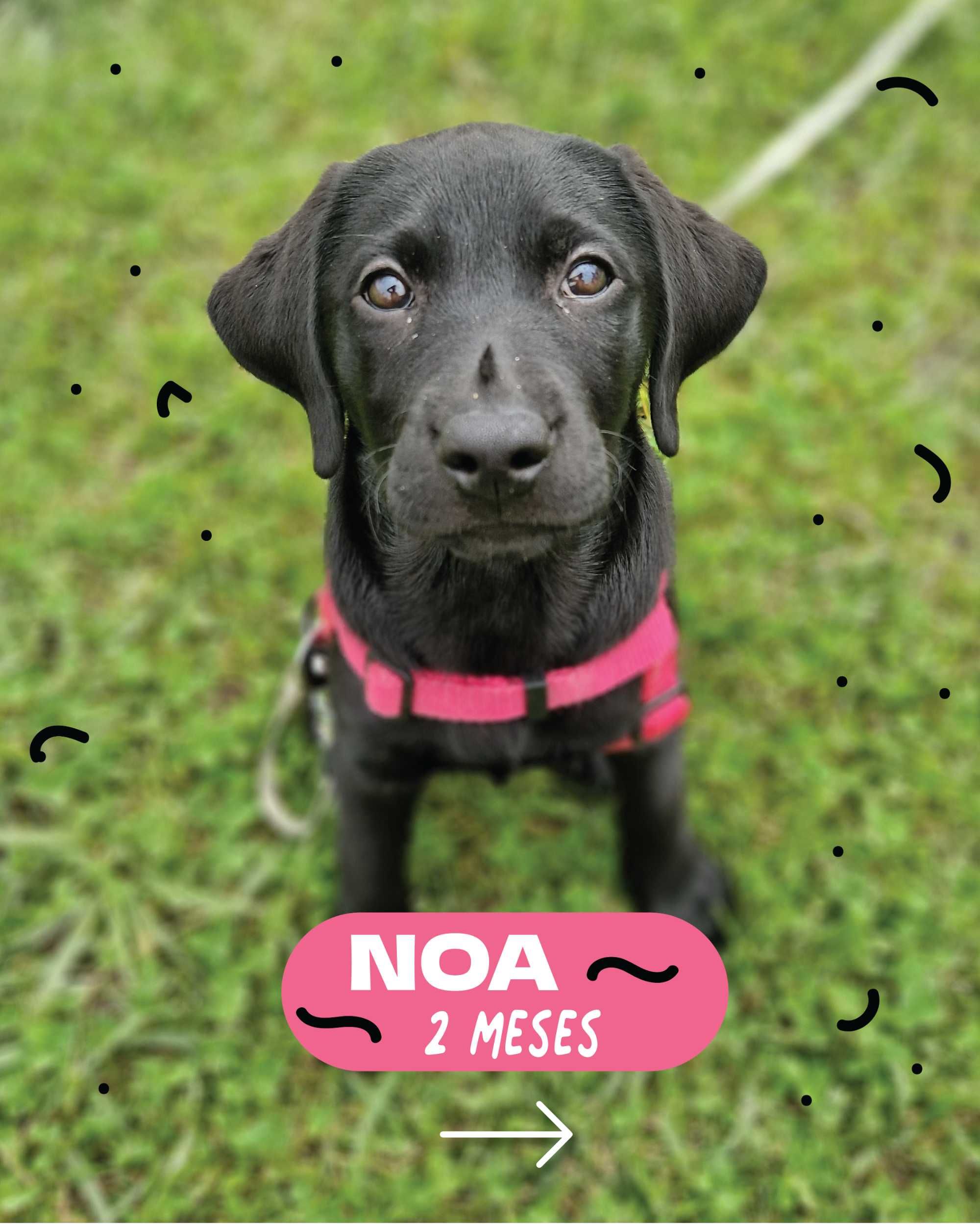 Treino de Cachorros com Métodos Positivos – DogWay