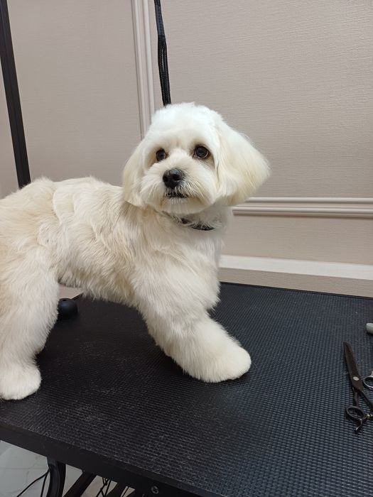 Грумінг Одеса.Запрошуємо на профнсійний грумінг ваших улюбленців!