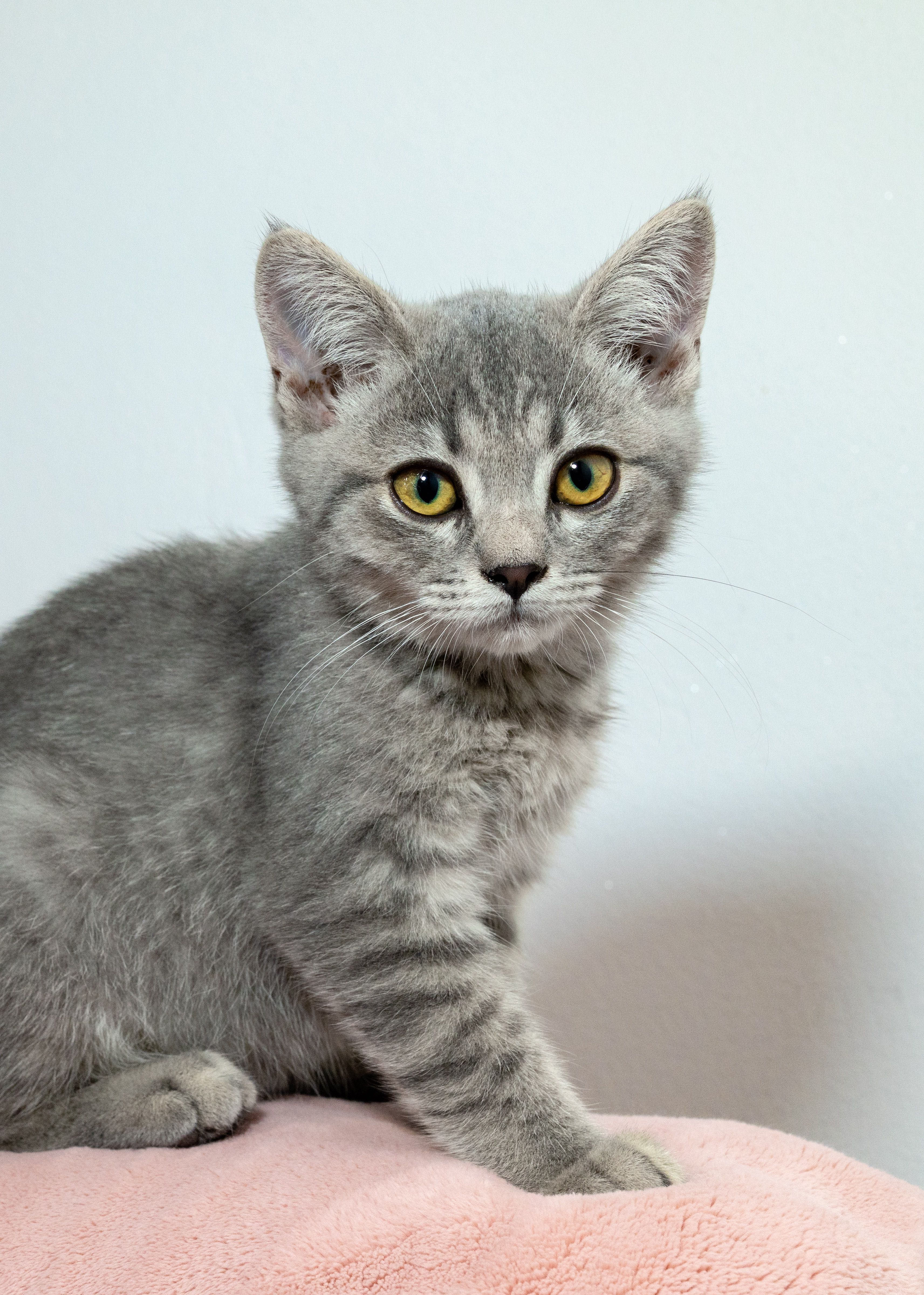 Gatinho Scottish Straight Blue Tabby