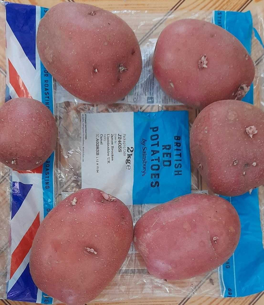 Сортова картопля / Сортовая картофель