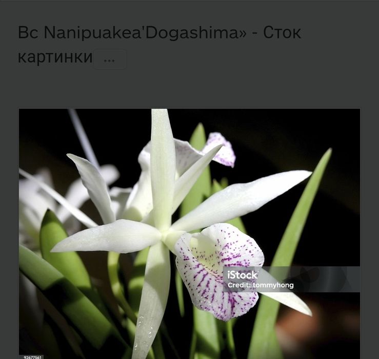 Орхидея каттлея Dogashima