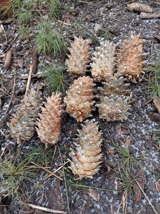 Семена Шишки Кедру Корейського Маньчжурского