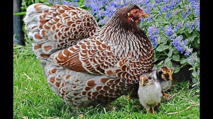Инкубационное яйцо Радуга (импорт)