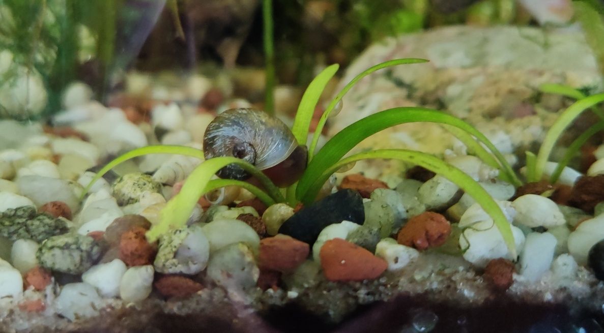 Pożyteczne ślimaki akwariowe - Zatoczek
