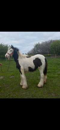 Gypsy Cob Tinker Klaczka