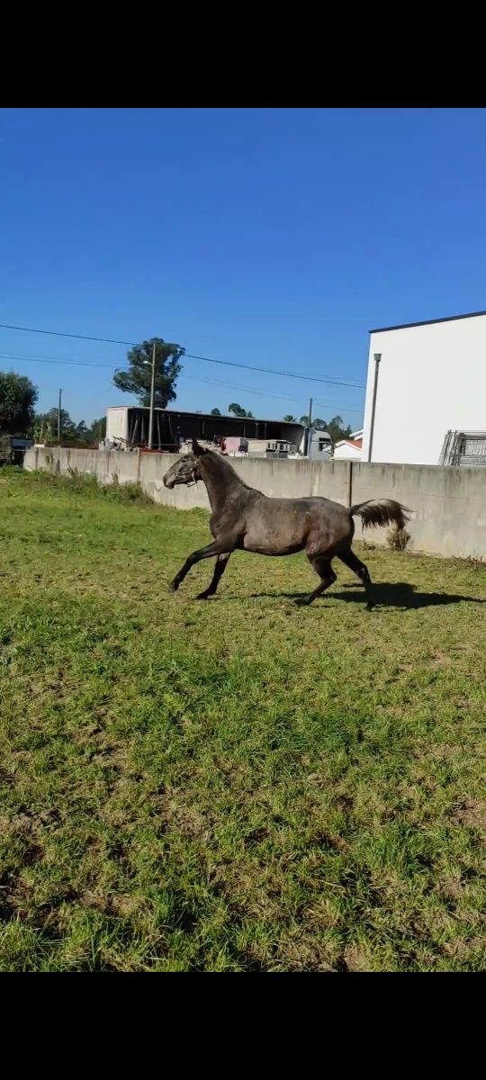 Poldra PSL - livro azul