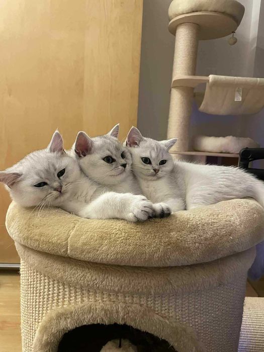 Kocięta Brytyjskie Srebrne Krótkowłose, kot brytyjski, kotka