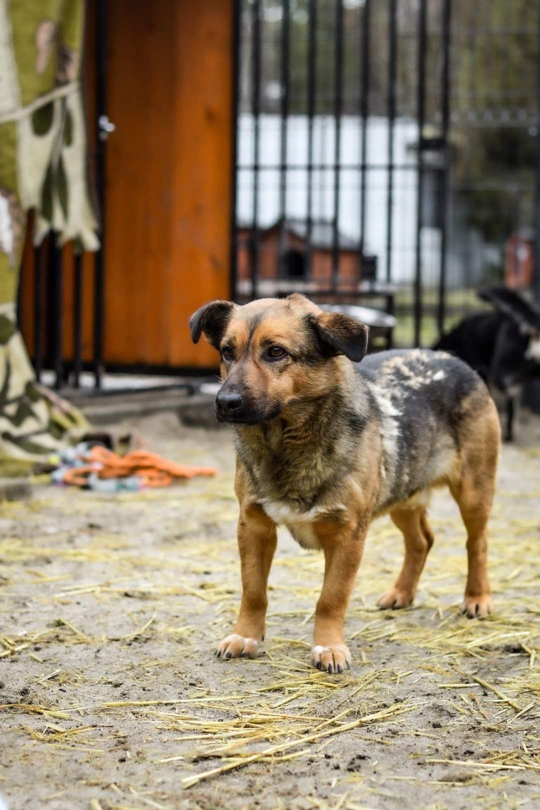 Nieśmiały, malutki Balto czeka na swój wymarzony dom!
