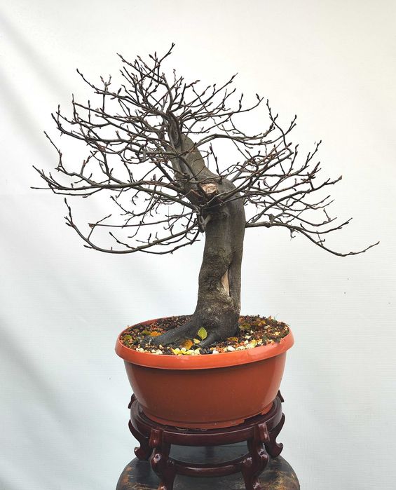 Pre Bonsai grab pospolity