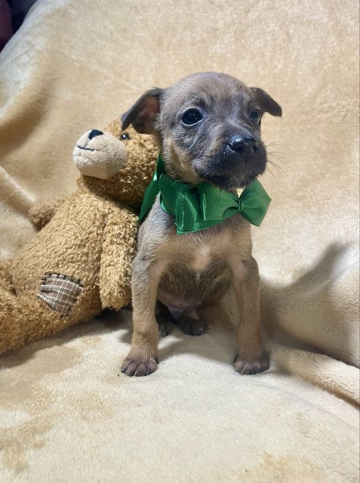 Харизматичний цуцик шукає дім