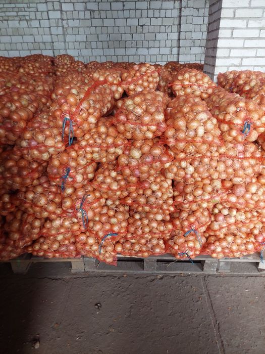 Морква,  цибуля, буряк, картопля