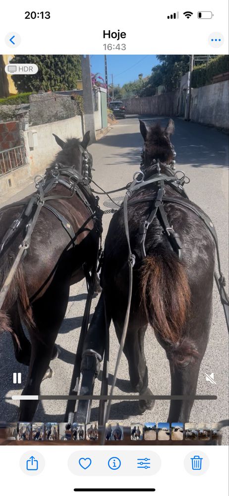 Parelha cavalis garranos