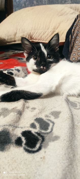 Котёнок девочка .