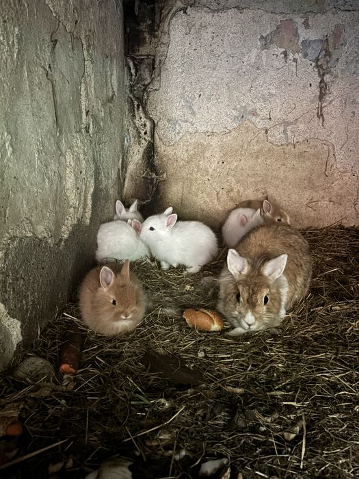 Króliczki miniaturki