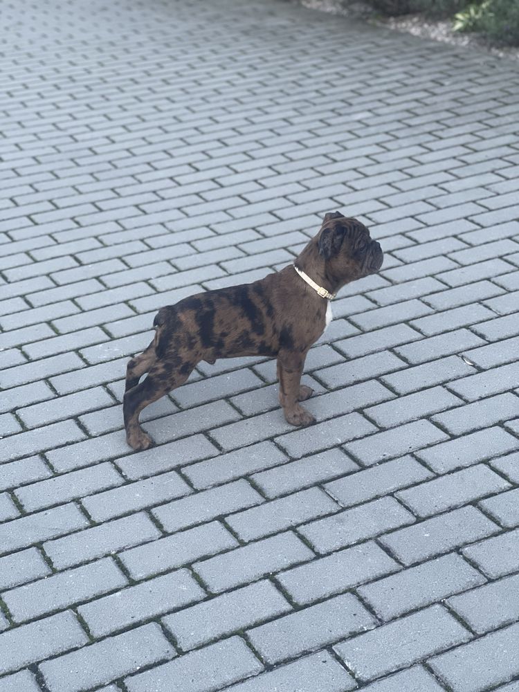 Buldog Francuski Leszek Kennel Club