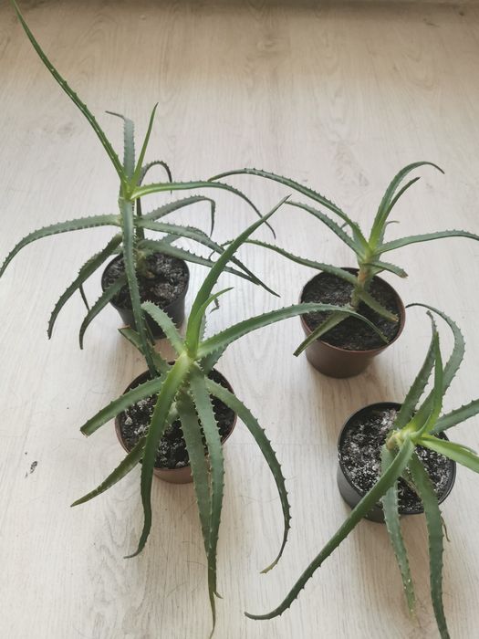 Aloes dzrzewiasty