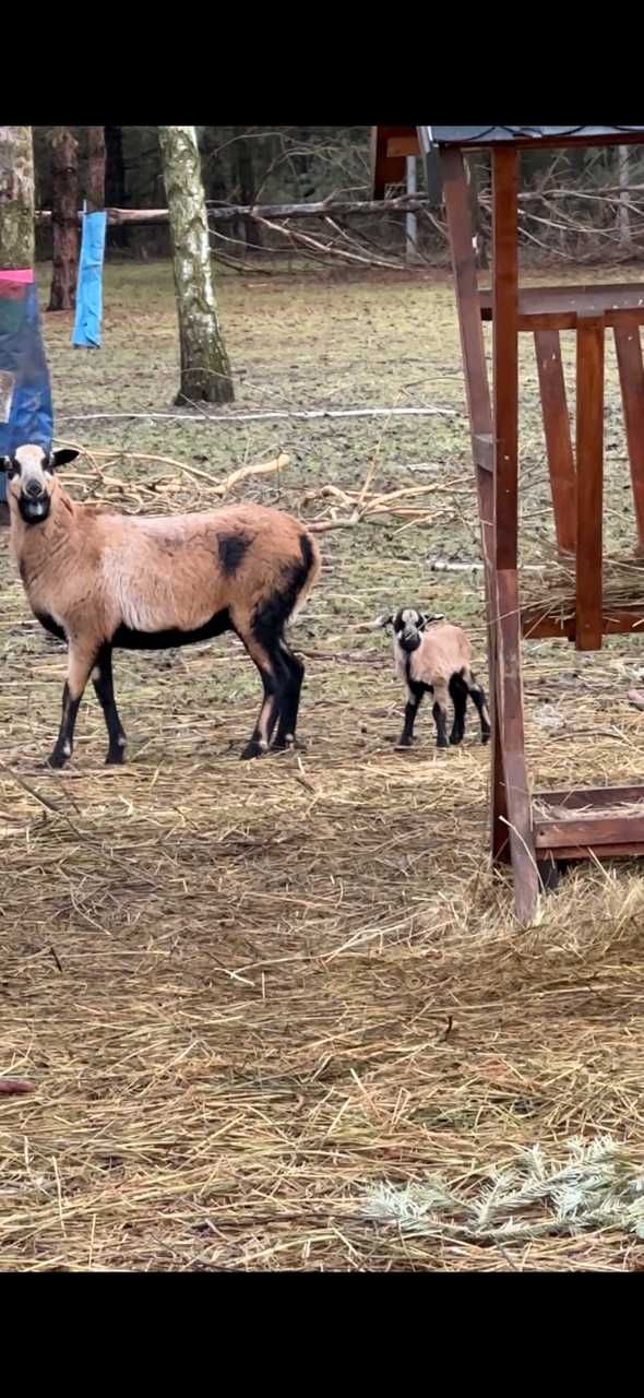 owce i barany kameruńskie