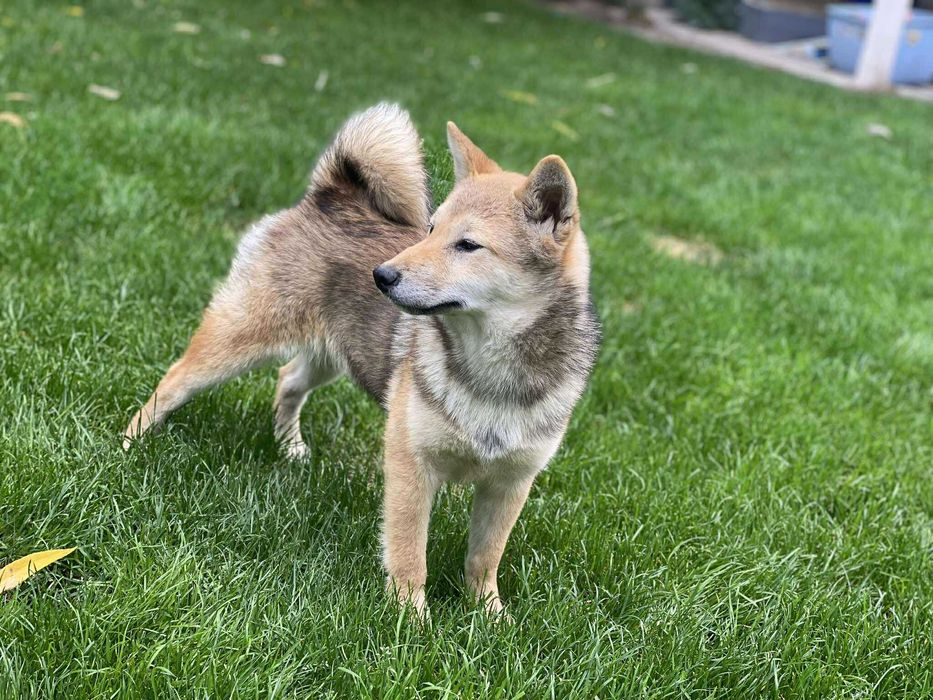 Shiba inu - suczka czerwona