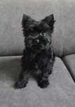 Suczka Black Yorkshire terrier