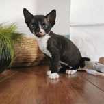 Kociaki Devon Rex WCF, PZF międzynarodowe rodowody .