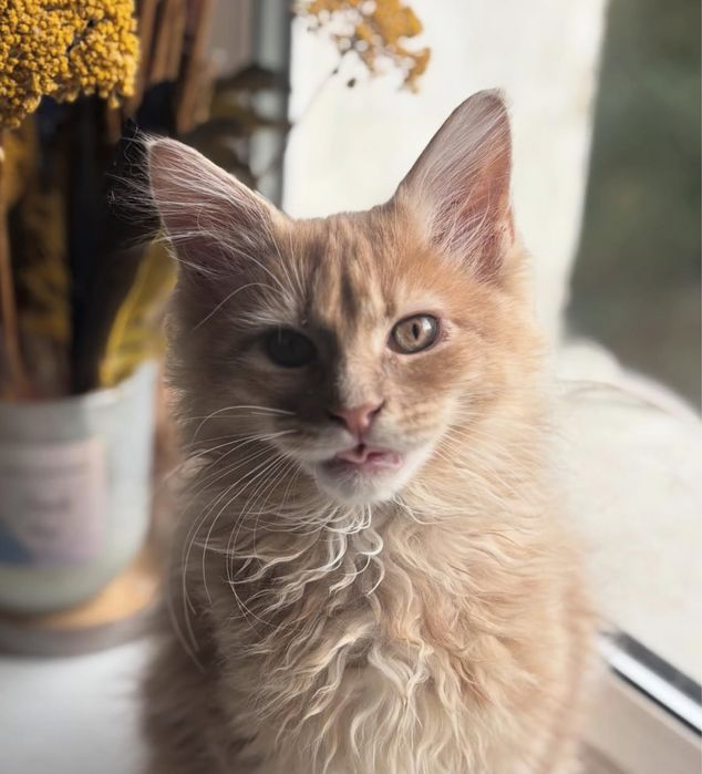 Kremowy rudy kotek kocurek maine coon fife fci gotowy do odbioru