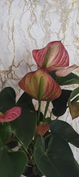 Продам Антуріум Livium