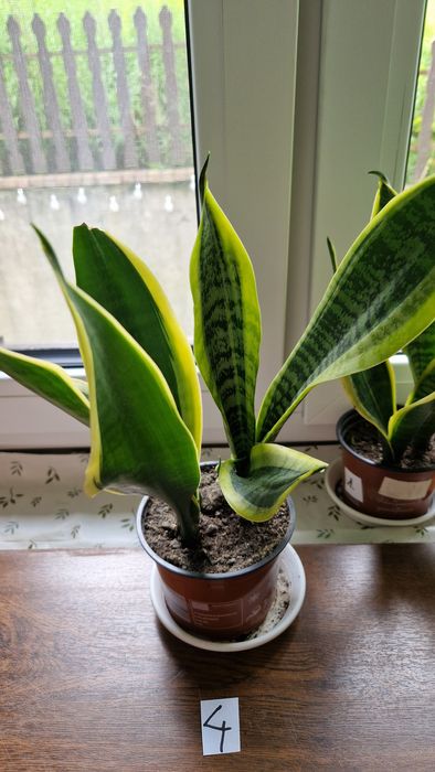 Sanseviera Laurentii sadzonki ukorzenione