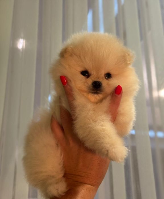 Девочки и мальчики. Померанци