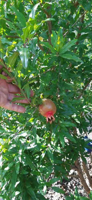 гранат азиатский саженец