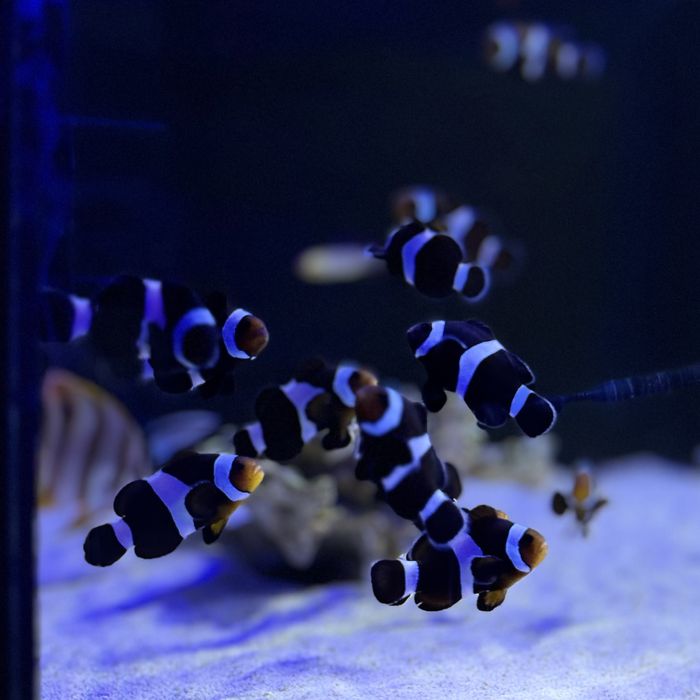 Amphiprion ocellaris S/M 4-5 cm Black Błazenek Czarny Akwarium Morskie