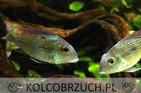 Ziemiojad Rio Gurupi - Geophagus - ODŁÓW - WF - dowóz, wysyłka