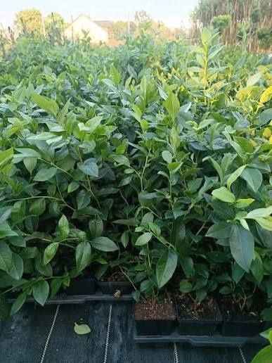 Sadzonki borówka amerykańska p9 wysyłka