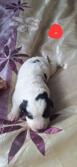 Owczarek środkowoazjatycki