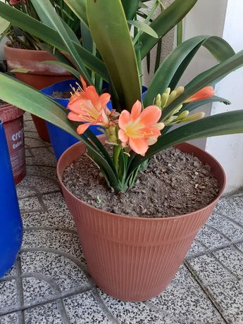 Vaso de flores c/ou sem flor