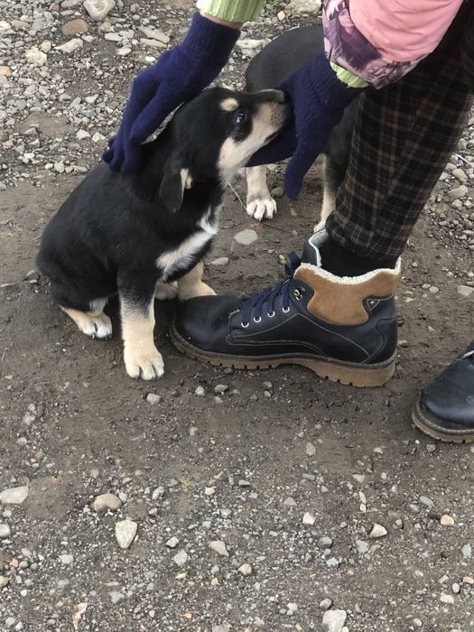 Прекрасная безхаостая подружка ищет маму и папу