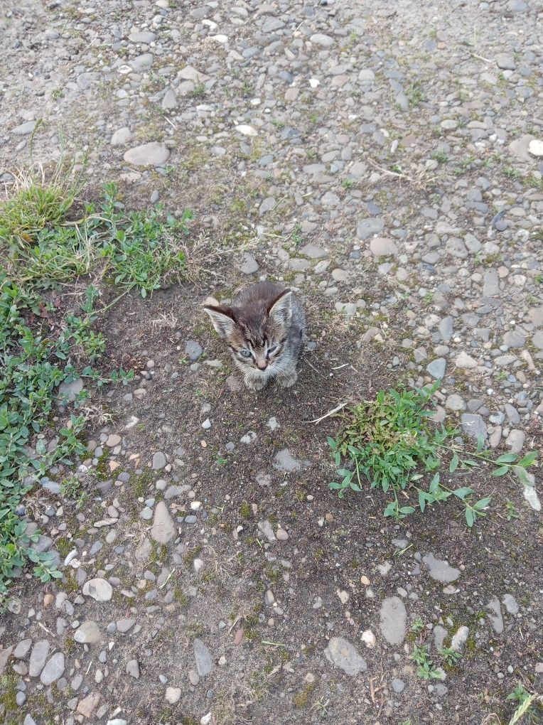 Віддам кошенят безкоштовно
