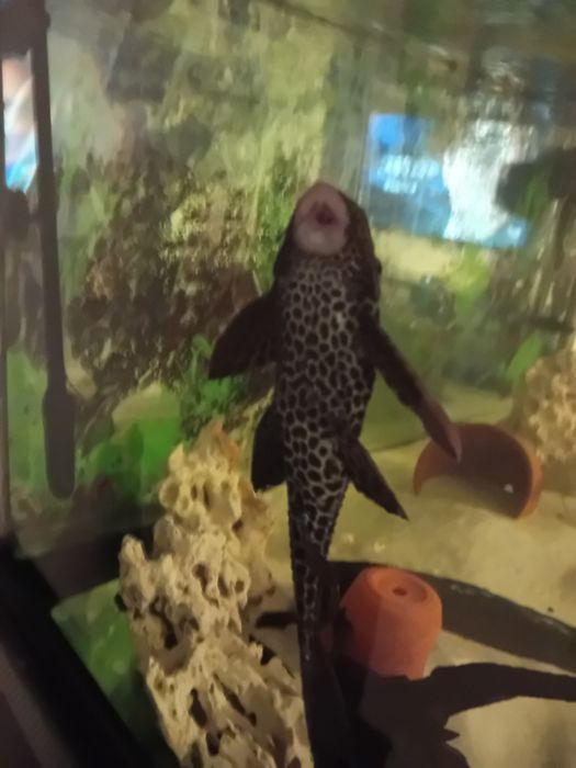 Limpa fundos Plecostomus