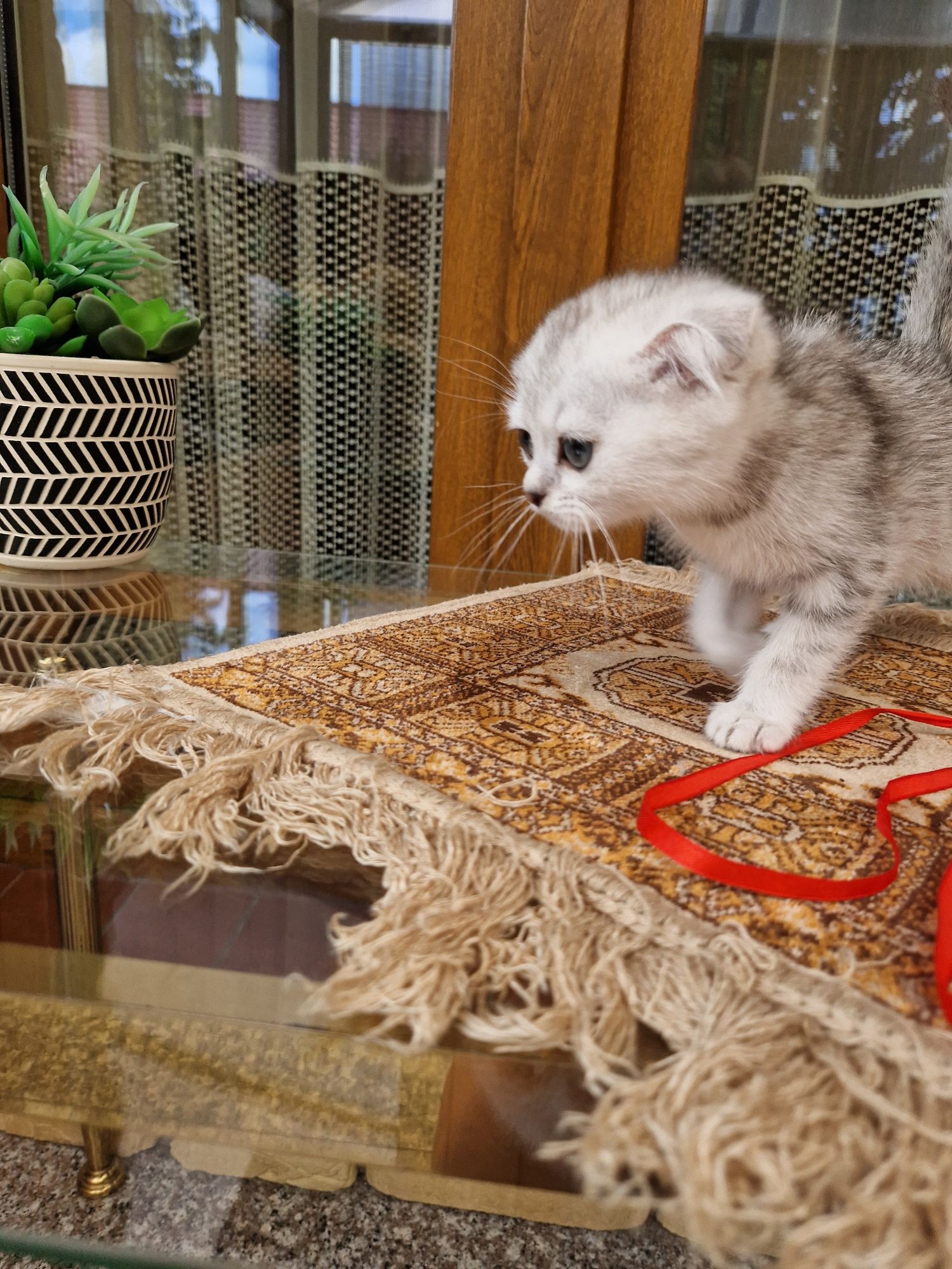 Kotka srebrna tabby krótkowłosa