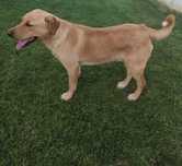 Oferta Labrador Retrevier