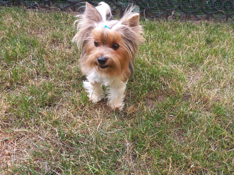 Yorkshire terrier biewer