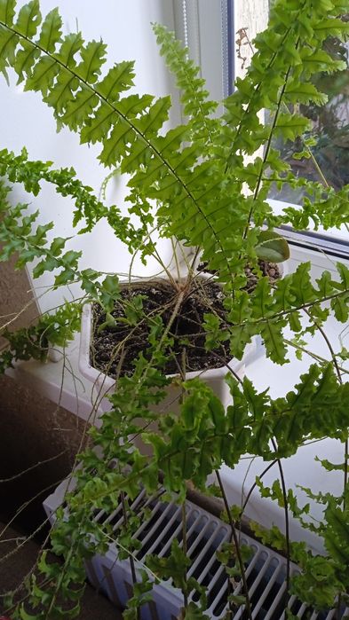 Венерин волос, папоротник