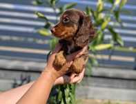 Jamnik długowłosy czekoladowy choco Dachshund Dackel
