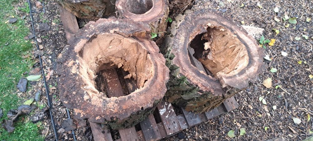 Donice z pnia drzewa orzecha