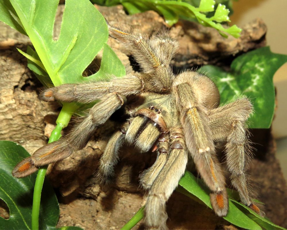 Psalmopoeus Cambridgei młode samiczki 2,5-3cm DC Łódź