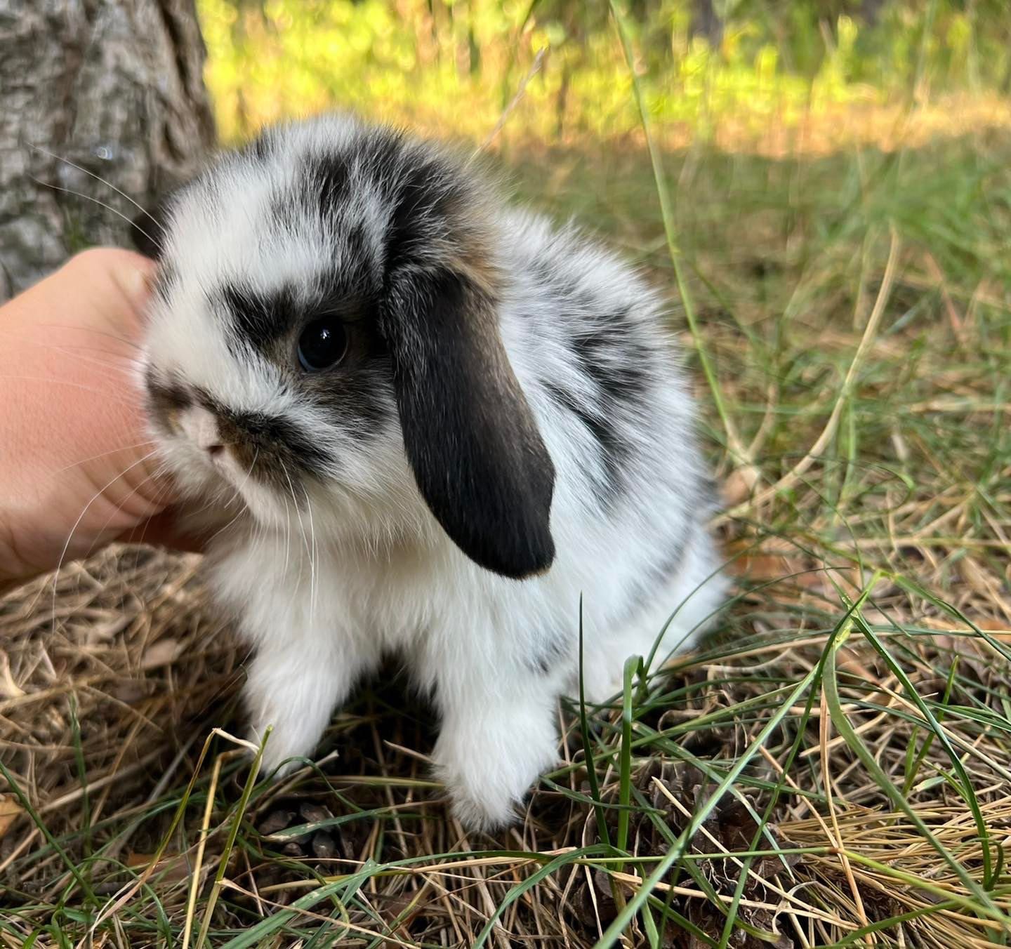 Króliki miniaturki mini teddy mini lop mini angora dostępne od ręki