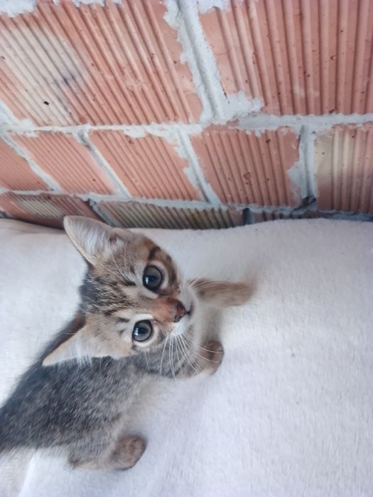 Отдам кошечек 2 мес