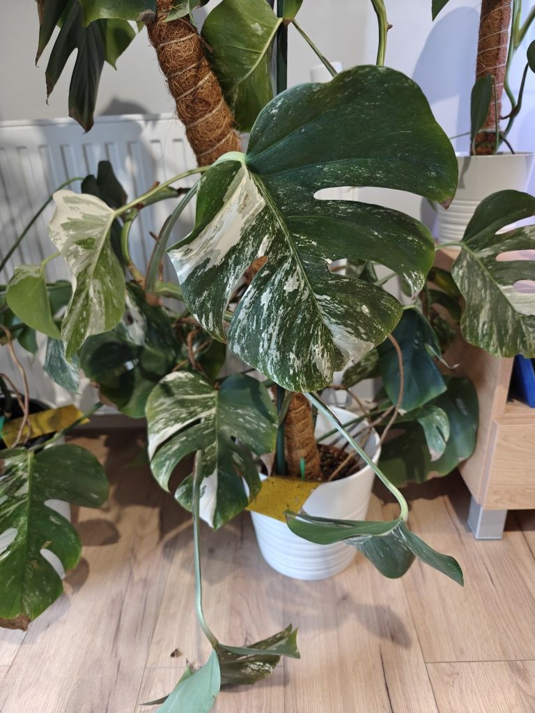 monstera deliciosa variegata sadzonki